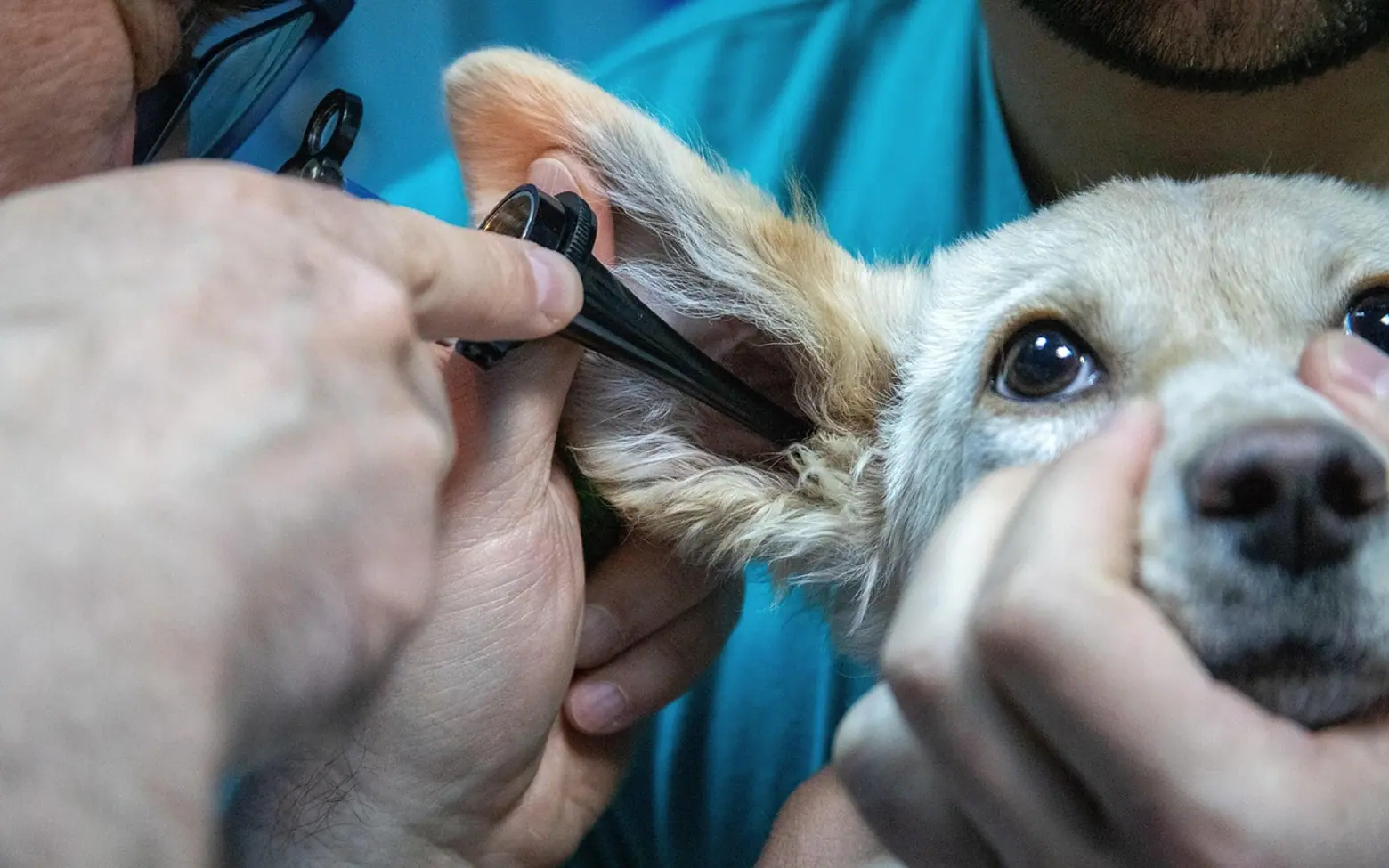 Medicine, animal and veterinary